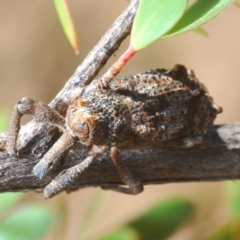 Orthorhinus cylindrirostris (Elephant Weevil) at Lower Cotter Catchment - 27 Nov 2019 by Harrisi