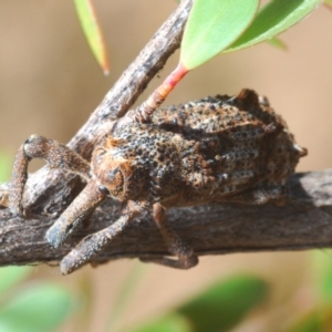 Orthorhinus cylindrirostris at Cotter River, ACT - 27 Nov 2019