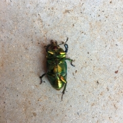 Lamprima aurata (Golden stag beetle) at Hughes, ACT - 24 Nov 2019 by Linden
