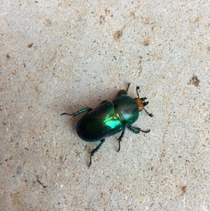 Lamprima aurata at Hughes, ACT - 24 Nov 2019