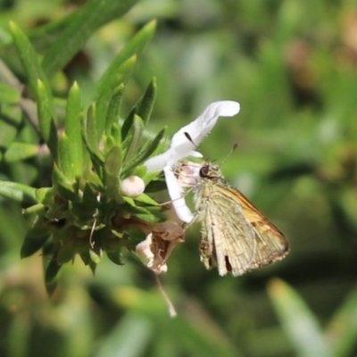 Ocybadistes walkeri (Green Grass-dart) at Cook, ACT - 24 Nov 2019 by Tammy