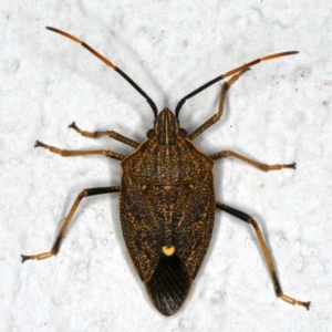 Poecilometis strigatus at Ainslie, ACT - 23 Oct 2019