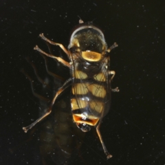 Simosyrphus grandicornis (Common hover fly) at Ainslie, ACT - 23 Oct 2019 by jb2602