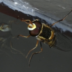 Simosyrphus grandicornis at Ainslie, ACT - 23 Oct 2019 02:17 PM