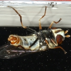 Simosyrphus grandicornis at Ainslie, ACT - 23 Oct 2019