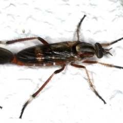 Ectinorhynchus sp. (genus) at Ainslie, ACT - 23 Oct 2019