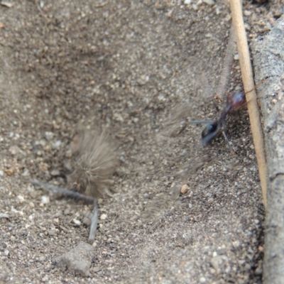 Myrmeleontidae (family) (Unidentified Antlion Lacewing) at Tuggeranong DC, ACT - 2 Nov 2019 by MichaelBedingfield