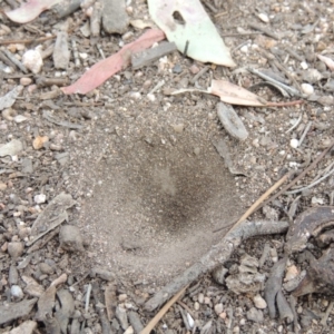 Myrmeleontidae (family) at Tuggeranong DC, ACT - 2 Nov 2019