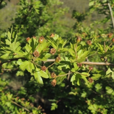 Crataegus monogyna (Hawthorn) at Tennent, ACT - 11 Nov 2019 by MichaelBedingfield