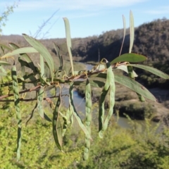 Acacia rubida (Red-stemmed Wattle, Red-leaved Wattle) at Tennent, ACT - 11 Nov 2019 by michaelb