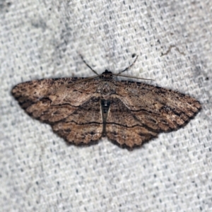Ectropis (genus) at O'Connor, ACT - 27 Nov 2019