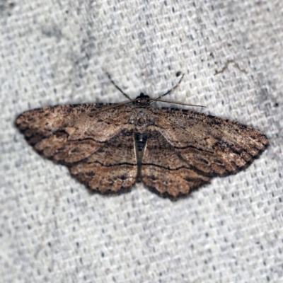 Ectropis (genus) (An engrailed moth) at O'Connor, ACT - 27 Nov 2019 by ibaird