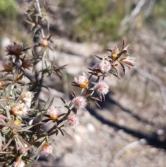 Leptospermum arachnoides (Spidery Tea-tree) at Canyonleigh, NSW - 27 Nov 2019 by Thelma