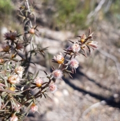 Leptospermum arachnoides (Spidery Tea-tree) at Canyonleigh - 28 Nov 2019 by Thelma