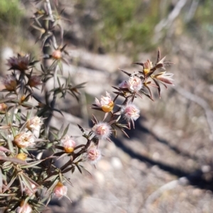 Leptospermum arachnoides at Canyonleigh, NSW - 28 Nov 2019 09:59 AM