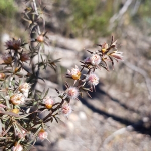 Leptospermum arachnoides at Canyonleigh, NSW - 28 Nov 2019