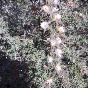 Leptospermum arachnoides at Canyonleigh, NSW - 28 Nov 2019