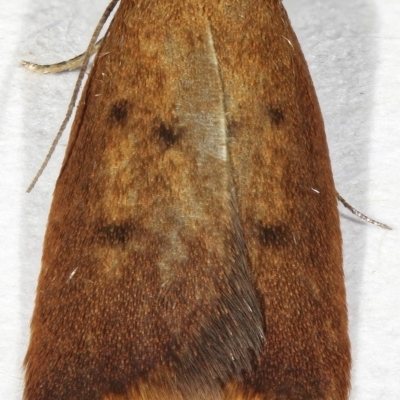 Tachystola acroxantha (A Concealer moth) at Kambah, ACT - 28 Nov 2019 by Marthijn