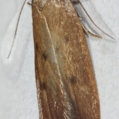 Tachystola acroxantha at Kambah, ACT - 28 Nov 2019 03:12 PM