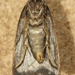 Tachystola acroxantha at Kambah, ACT - 28 Nov 2019 03:12 PM