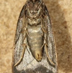 Tachystola acroxantha at Kambah, ACT - 28 Nov 2019 03:12 PM