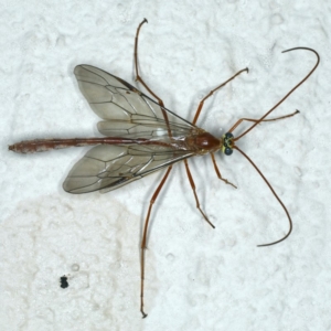 Enicospilus sp. (genus) at Ainslie, ACT - 23 Oct 2019