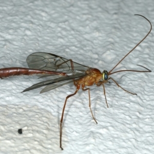 Enicospilus sp. (genus) at Ainslie, ACT - 23 Oct 2019