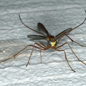 Enicospilus sp. (genus) at Ainslie, ACT - 23 Oct 2019