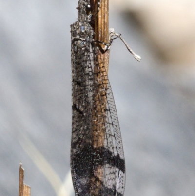 Glenoleon pulchellus (Antlion lacewing) at Symonston, ACT - 28 Nov 2019 by Marthijn
