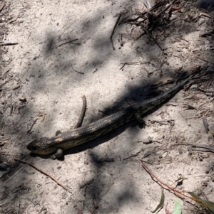 Tiliqua nigrolutea at Tennent, ACT - 13 Nov 2019