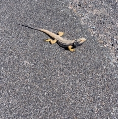 Pogona barbata (Eastern Bearded Dragon) at Murrumbateman, NSW - 22 Oct 2019 by SimoneC