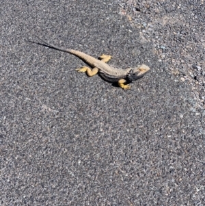 Pogona barbata at Murrumbateman, NSW - suppressed