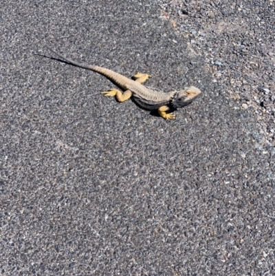 Pogona barbata (Eastern Bearded Dragon) at Murrumbateman, NSW - 23 Oct 2019 by SimoneC