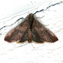 Endotricha ignealis (A Pyralid moth (Endotrichinae)) at Ainslie, ACT - 23 Oct 2019 by jb2602