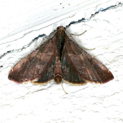 Endotricha ignealis (A Pyralid moth (Endotrichinae)) at Ainslie, ACT - 23 Oct 2019 by jbromilow50