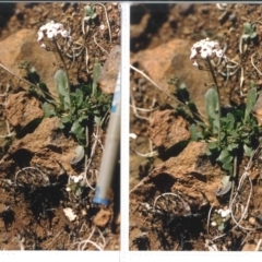 Drabastrum alpestre (Mountain Cress) at Paddys River, ACT - 25 Aug 2004 by ACT_CPR