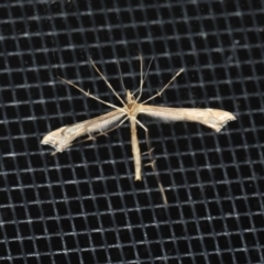 Stenoptilodes taprobanes at Ainslie, ACT - 24 Oct 2019