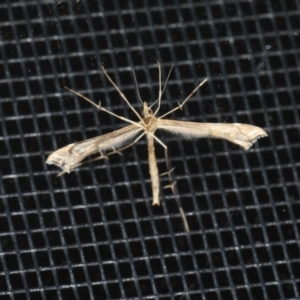 Stenoptilodes taprobanes at Ainslie, ACT - 24 Oct 2019 06:43 PM