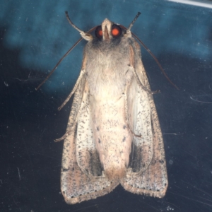 Mythimna (Pseudaletia) convecta at Lyneham, ACT - 24 Oct 2019
