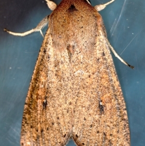 Mythimna (Pseudaletia) convecta at Lyneham, ACT - 24 Oct 2019