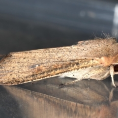 Mythimna (Pseudaletia) convecta at Lyneham, ACT - 24 Oct 2019 05:58 PM