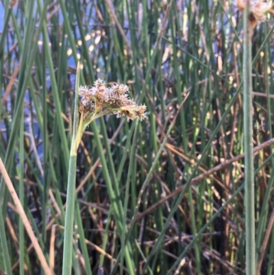 Schoenoplectus validus (River Club-rush) at Dunlop, ACT - 27 Nov 2019 by JaneR