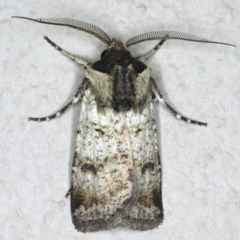 Agrotis porphyricollis (Variable Cutworm) at Ainslie, ACT - 24 Oct 2019 by jbromilow50