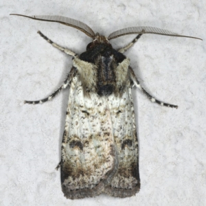 Agrotis porphyricollis at Ainslie, ACT - 24 Oct 2019 09:57 PM