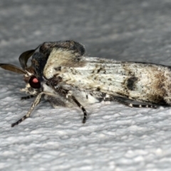 Agrotis porphyricollis at Ainslie, ACT - 24 Oct 2019 09:57 PM