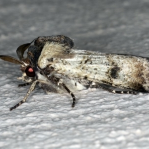 Agrotis porphyricollis at Ainslie, ACT - 24 Oct 2019