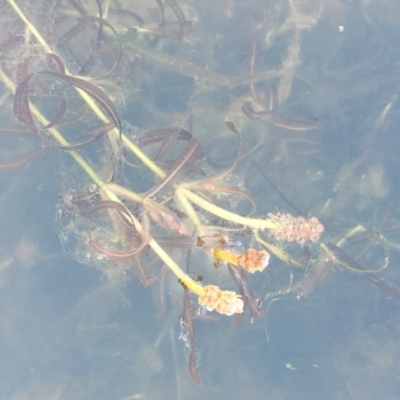 Potamogeton ochreatus (Blunt Pondweed) at The Pinnacle - 28 Nov 2019 by JaneR