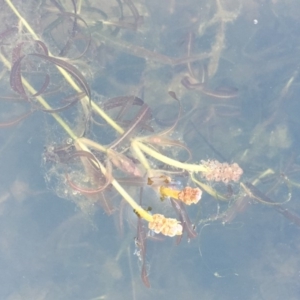 Potamogeton ochreatus at Dunlop, ACT - 28 Nov 2019