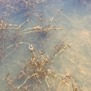 Potamogeton ochreatus at Dunlop, ACT - 28 Nov 2019