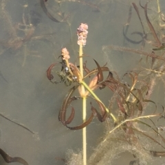 Potamogeton ochreatus at Dunlop, ACT - 28 Nov 2019